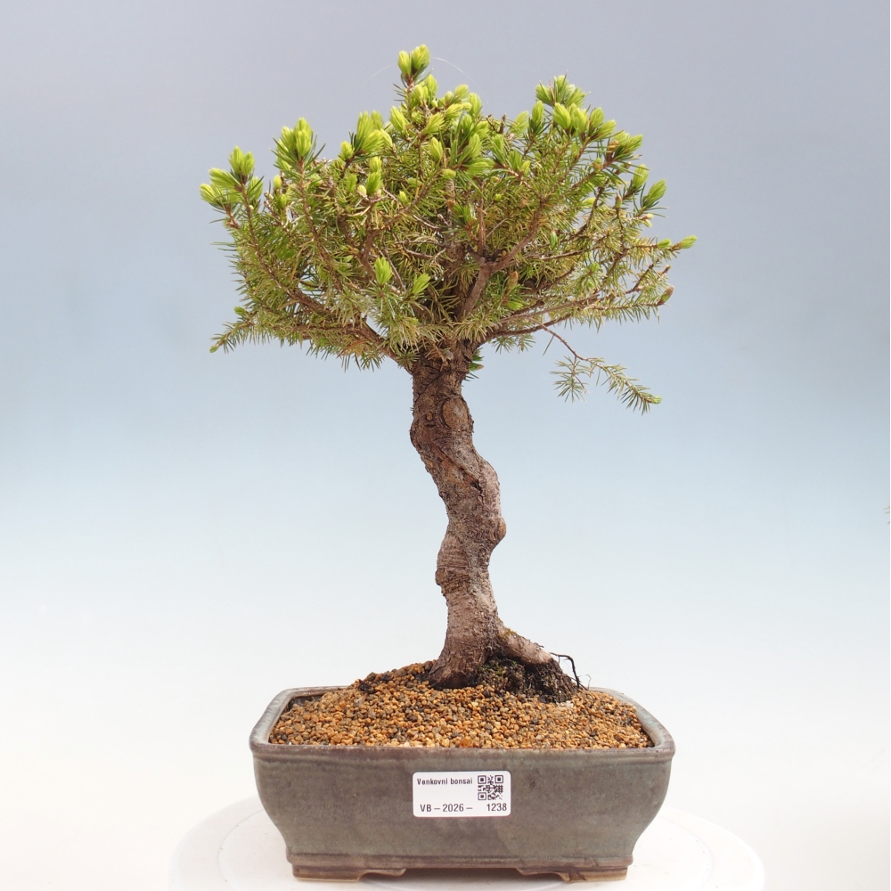 Venkovní bonsai- Smrk kulovitý - Picea glauca globe