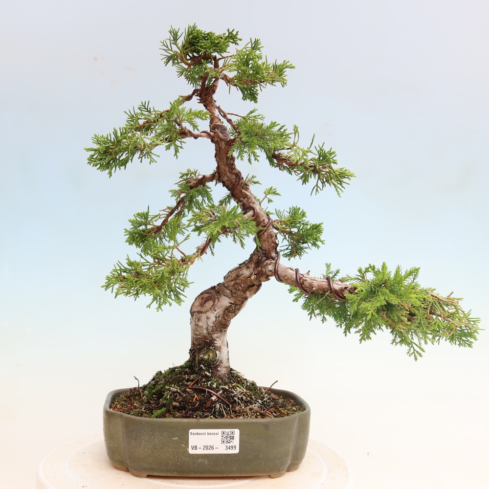 Venkovní bonsai - Juniperus chinensis Itoigawa-Jalovec čínský