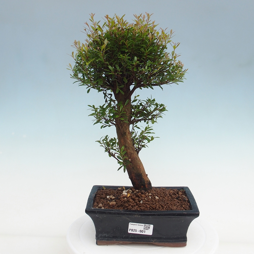 Pokojová bonsai - Syzygium - Pimentovník