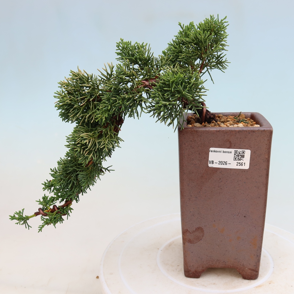 Venkovní bonsai - Juniperus chinensis Kishu -Jalovec čínský