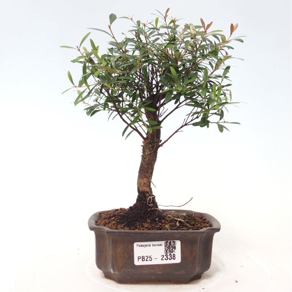Pokojová bonsai - Syzygium - Pimentovník