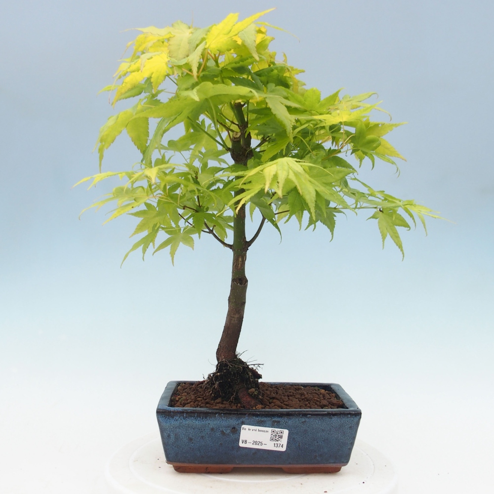 Acer palmatum Aureum - Javor dlanitolistý zlatý