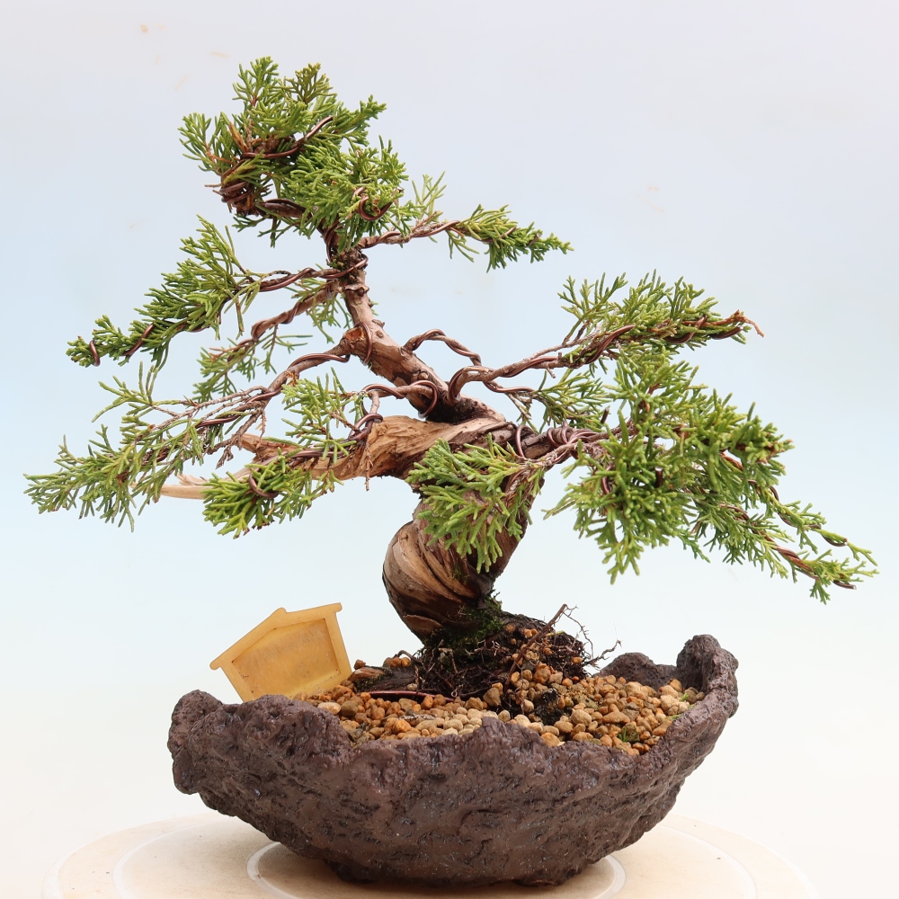 Venkovní bonsai - Juniperus chinensis Itoigawa-Jalovec čínský