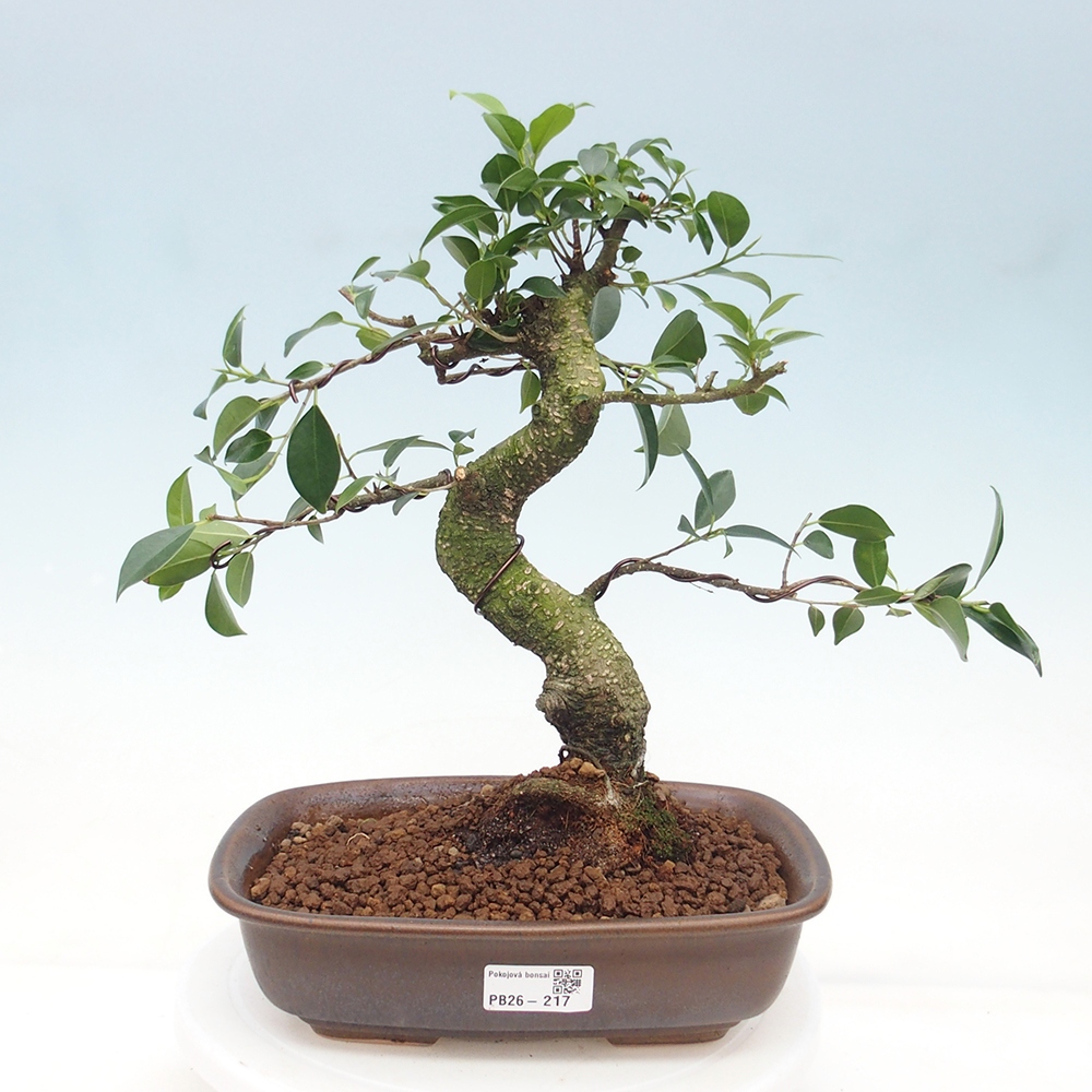 Pokojová bonsai - Ficus retusa -  malolistý fíkus 