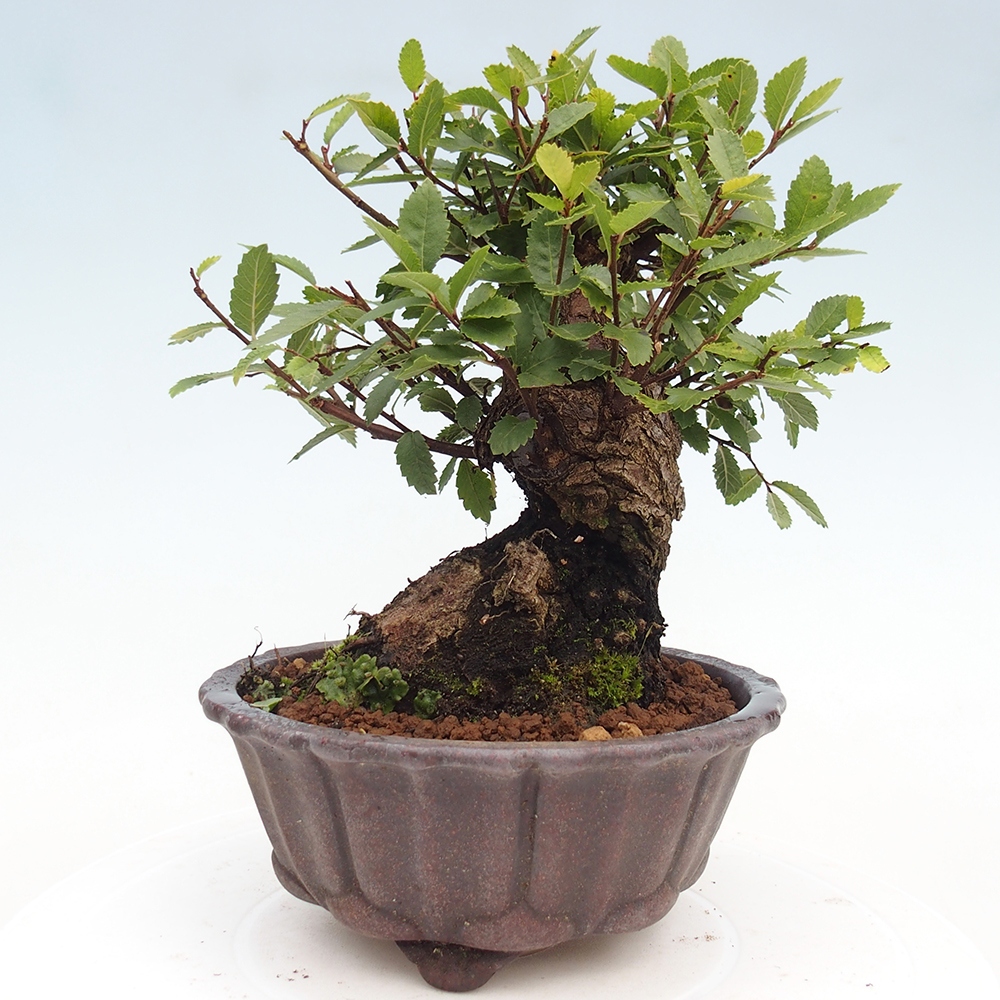 Venkovní bonsai - Zelkova - Zelkova serrata