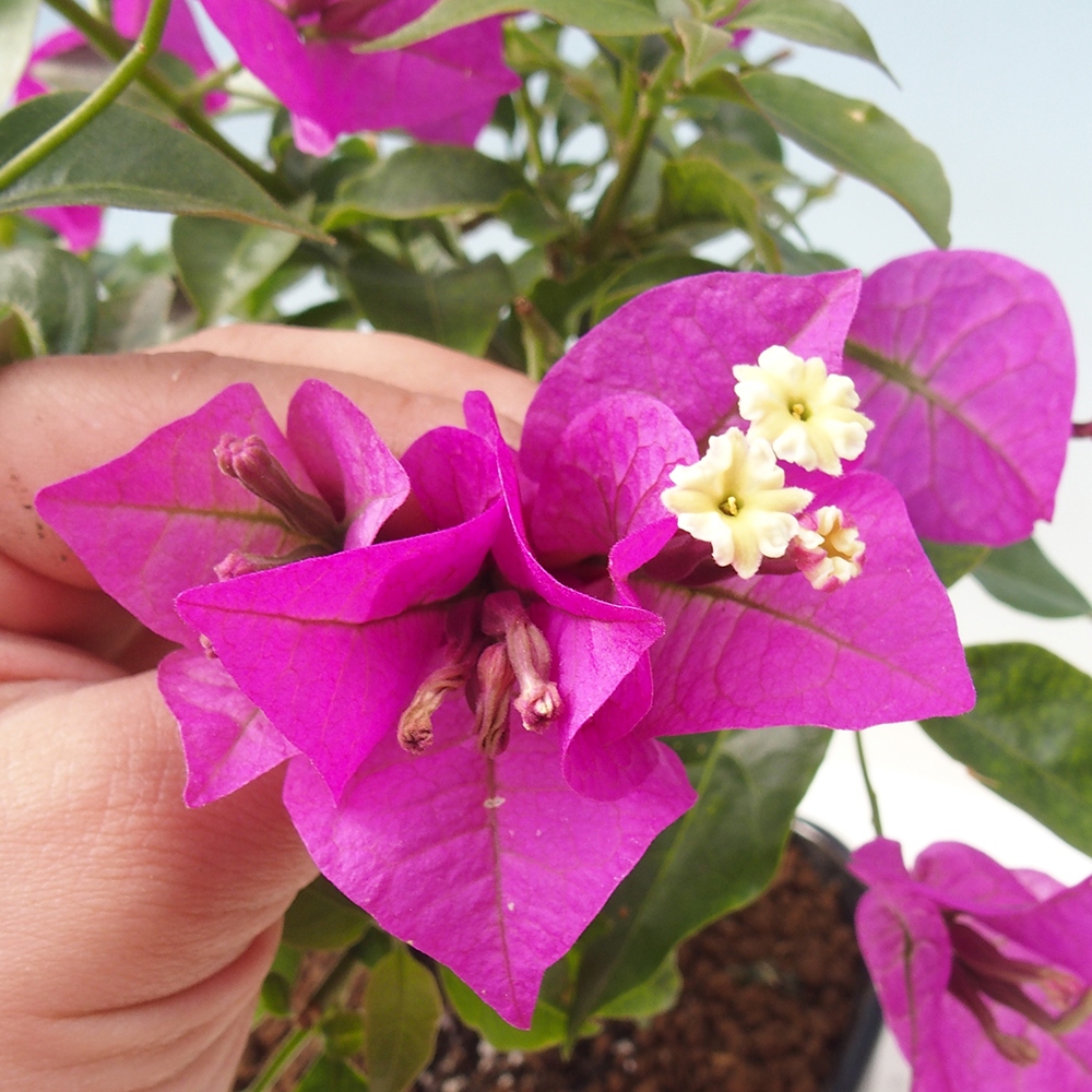Pokojová bonsai - Bouganwilea