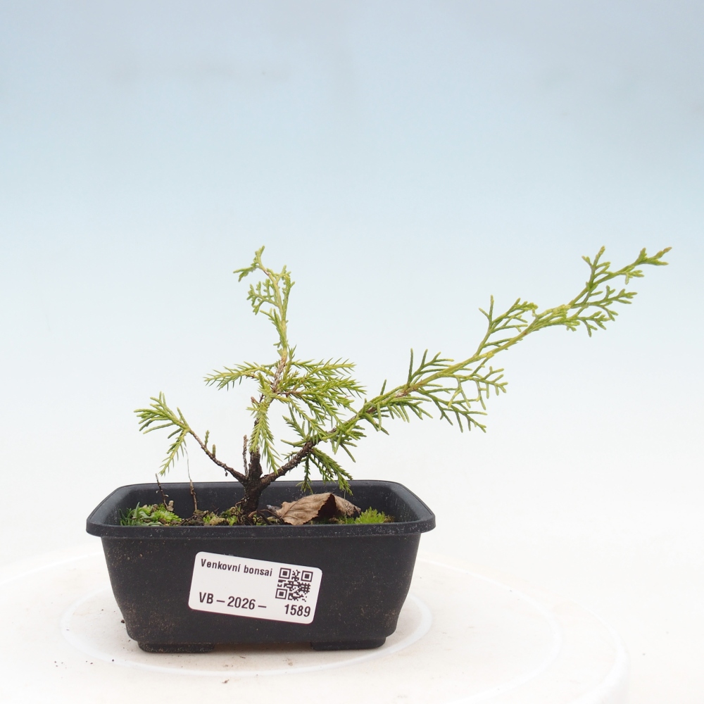 Venkovní bonsai - Juniperus chinensis Itoigawa -Jalovec čínský