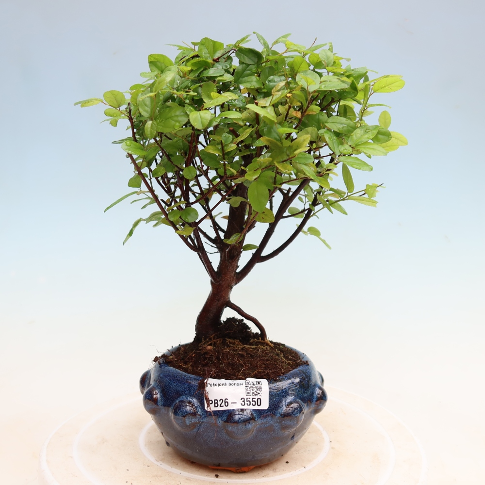 Pokojová bonsai - Sagerécie thea - Sagerécie thea