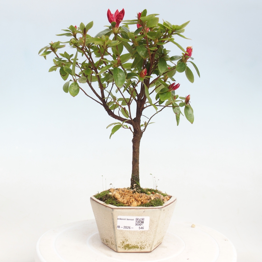 Venkovní bonsai - Japonská azalka - Azalea sp.