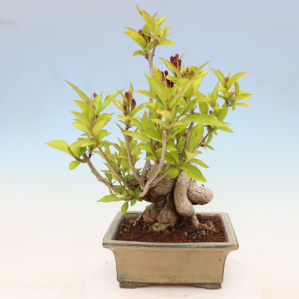 Venkovní bonsai - Weigela subsessilis - Vajgélie korejská