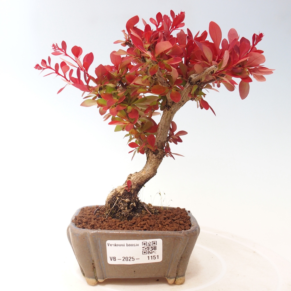 Venkovní bonsai - Berberis thunbergii Kobold - Dřištál Thunbergův