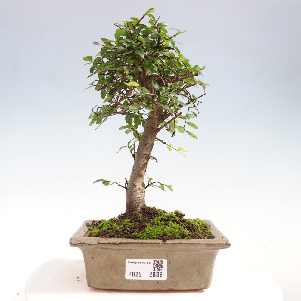 Pokojová bonsai - Ulmus parvifolia - Malolistý jilm