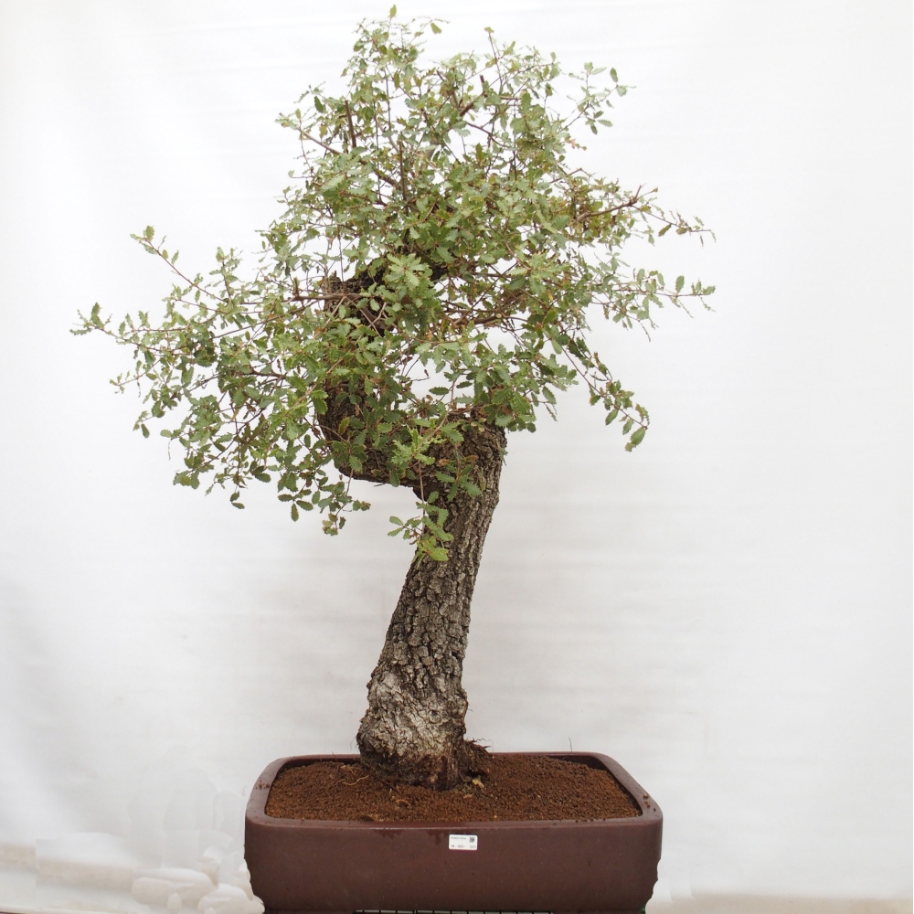 Yamadori - Quercus Ilex -Dub cesmínovitý