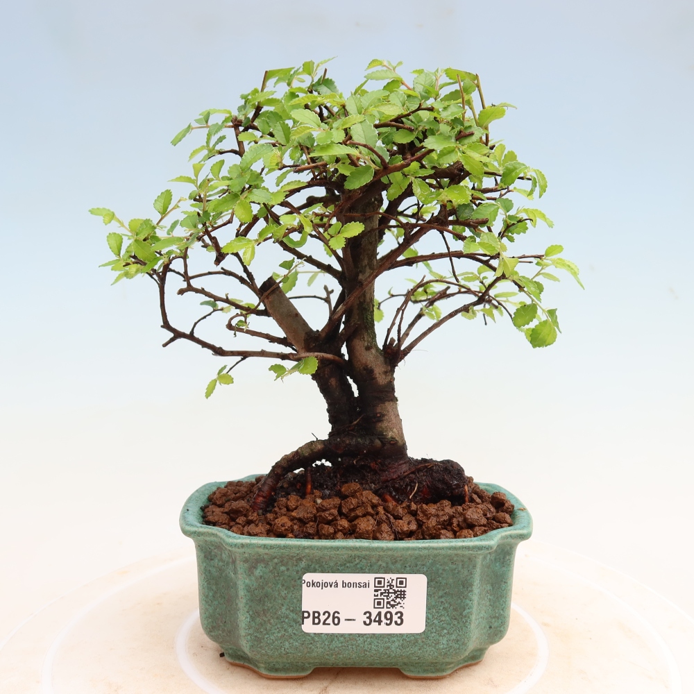 Pokojová bonsai - Ulmus parvifolia - Malolistý jilm