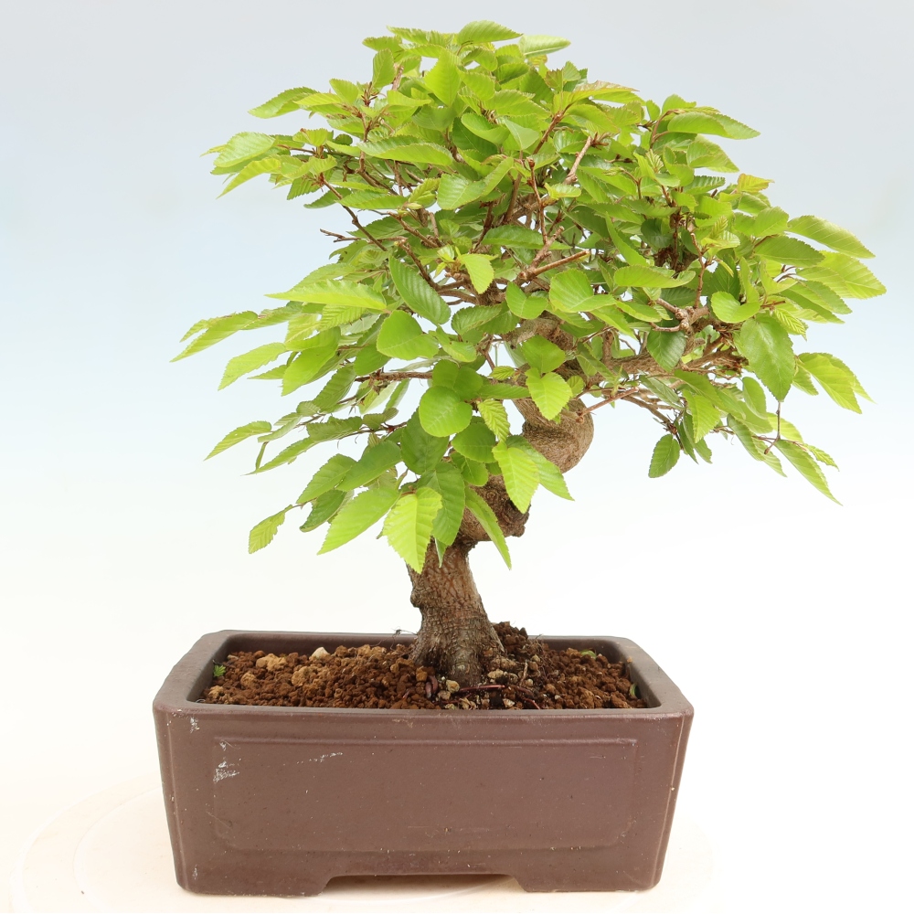 Venkovní bonsai -Carpinus coreana - Habr korejský