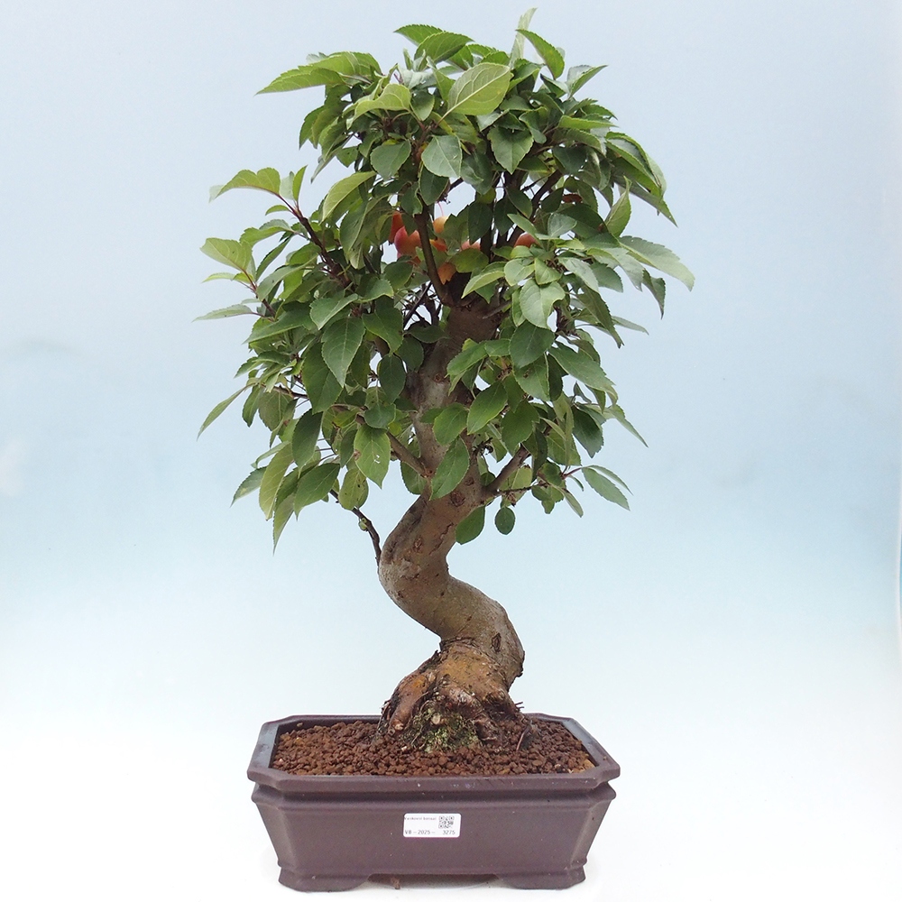 Venkovní bonsai -Malus halliana - Maloplodá jabloň