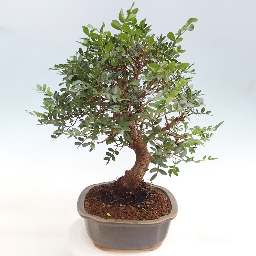 Pokojová bonsai -  Pistácie