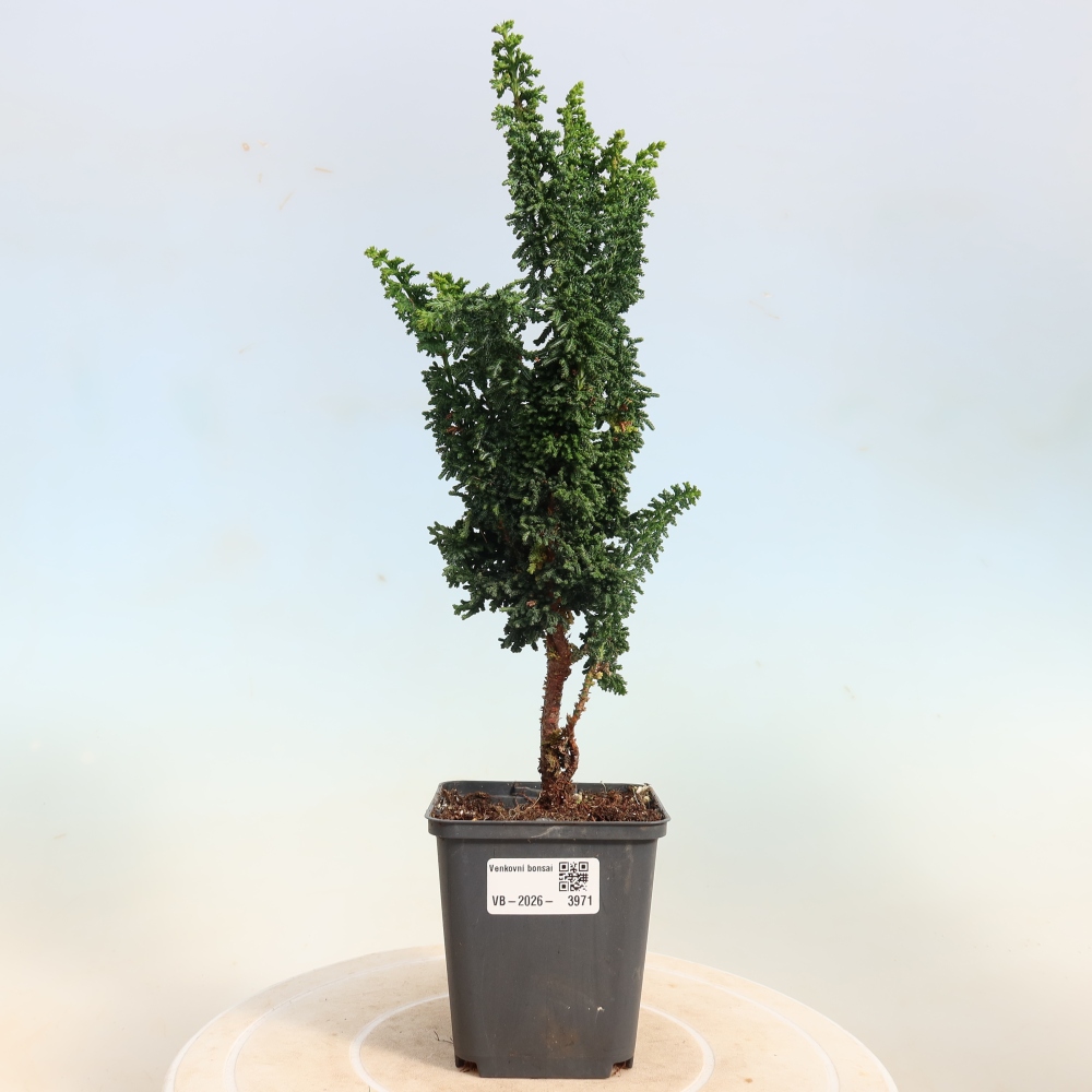 Venkovní bonsai - Cham. obtusa SEKKA HINOKI - Cypřišek
