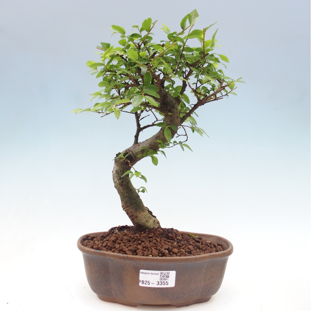 Pokojová bonsai - Ulmus parvifolia - Malolistý jilm