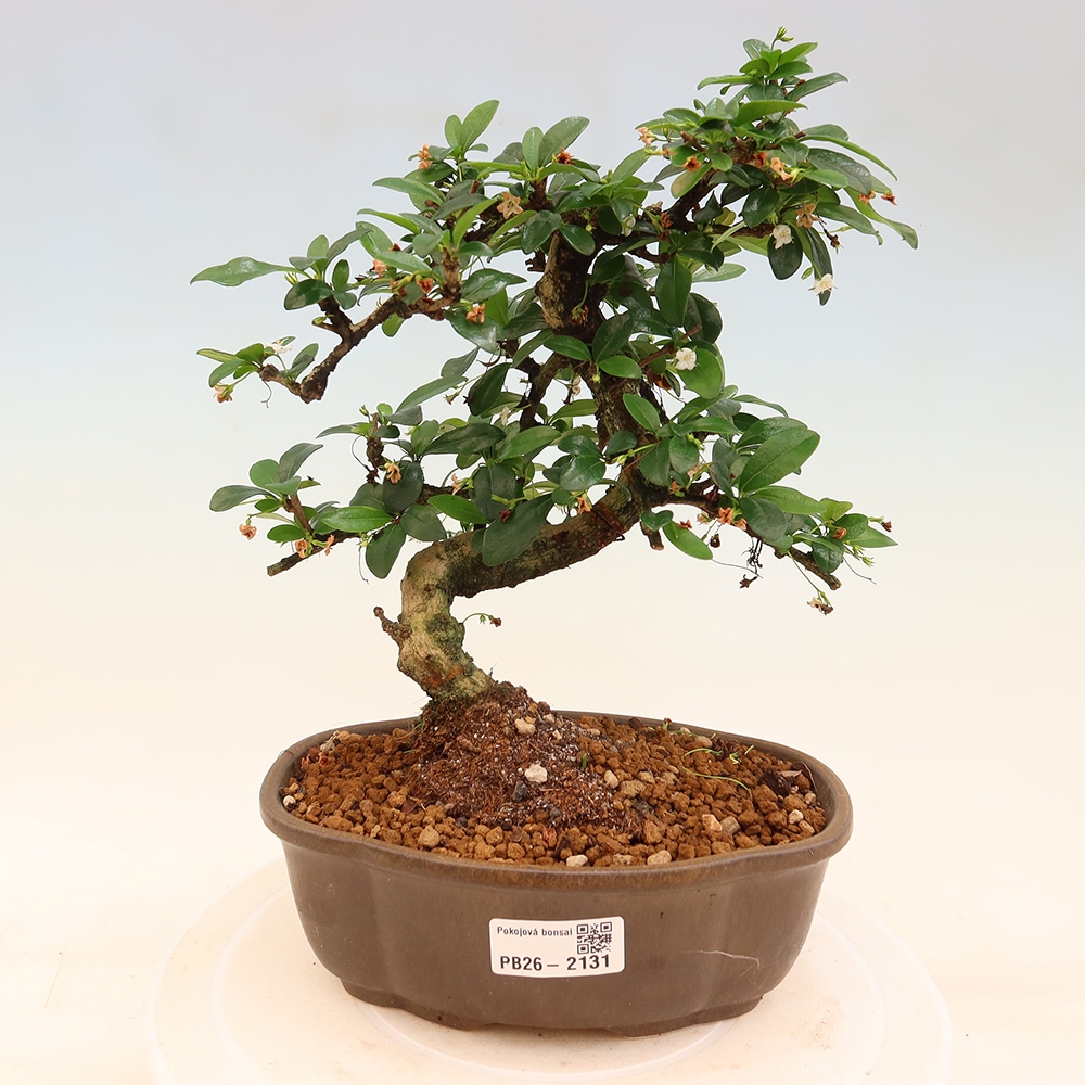 Pokojová bonsai - Carmona macrophylla - Čaj fuki