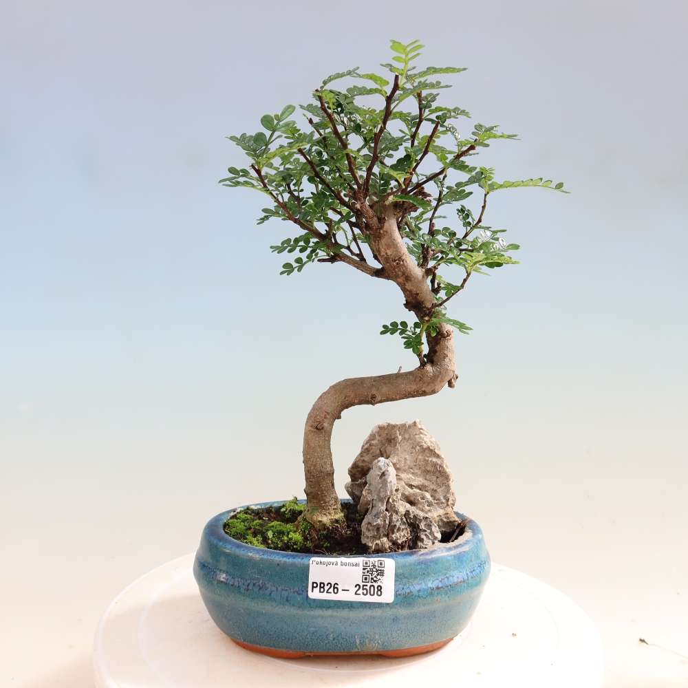 Pokojová bonsai - Zantoxylum piperitum - Pepřovník