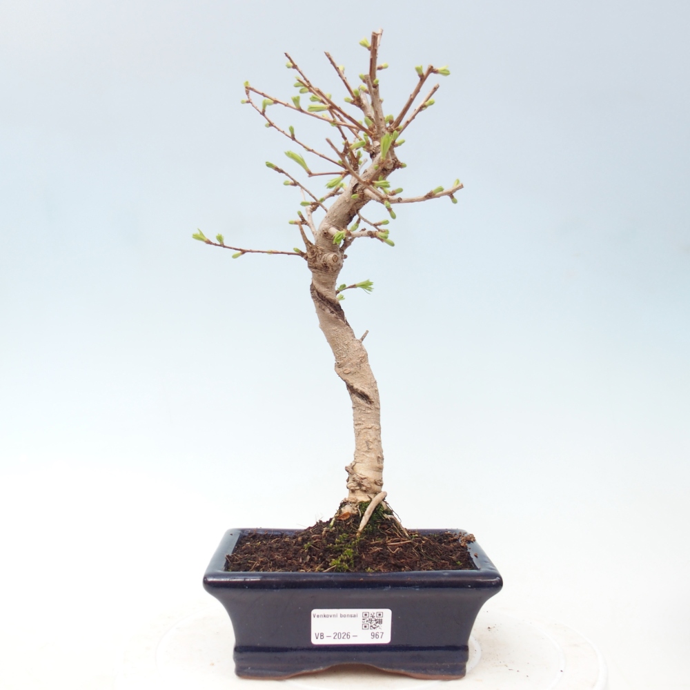 Venkovní bonsai -Pseudolarix amabis-Pamodřín