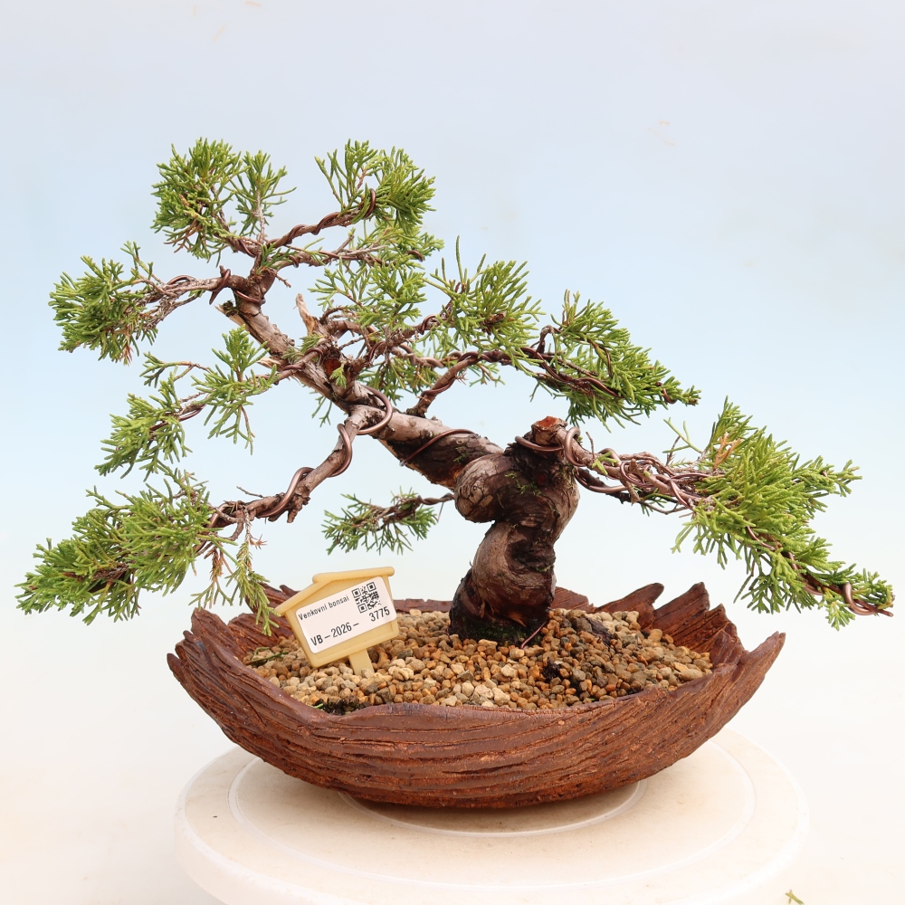 Venkovní bonsai - Juniperus chinensis Itoigawa-Jalovec čínský