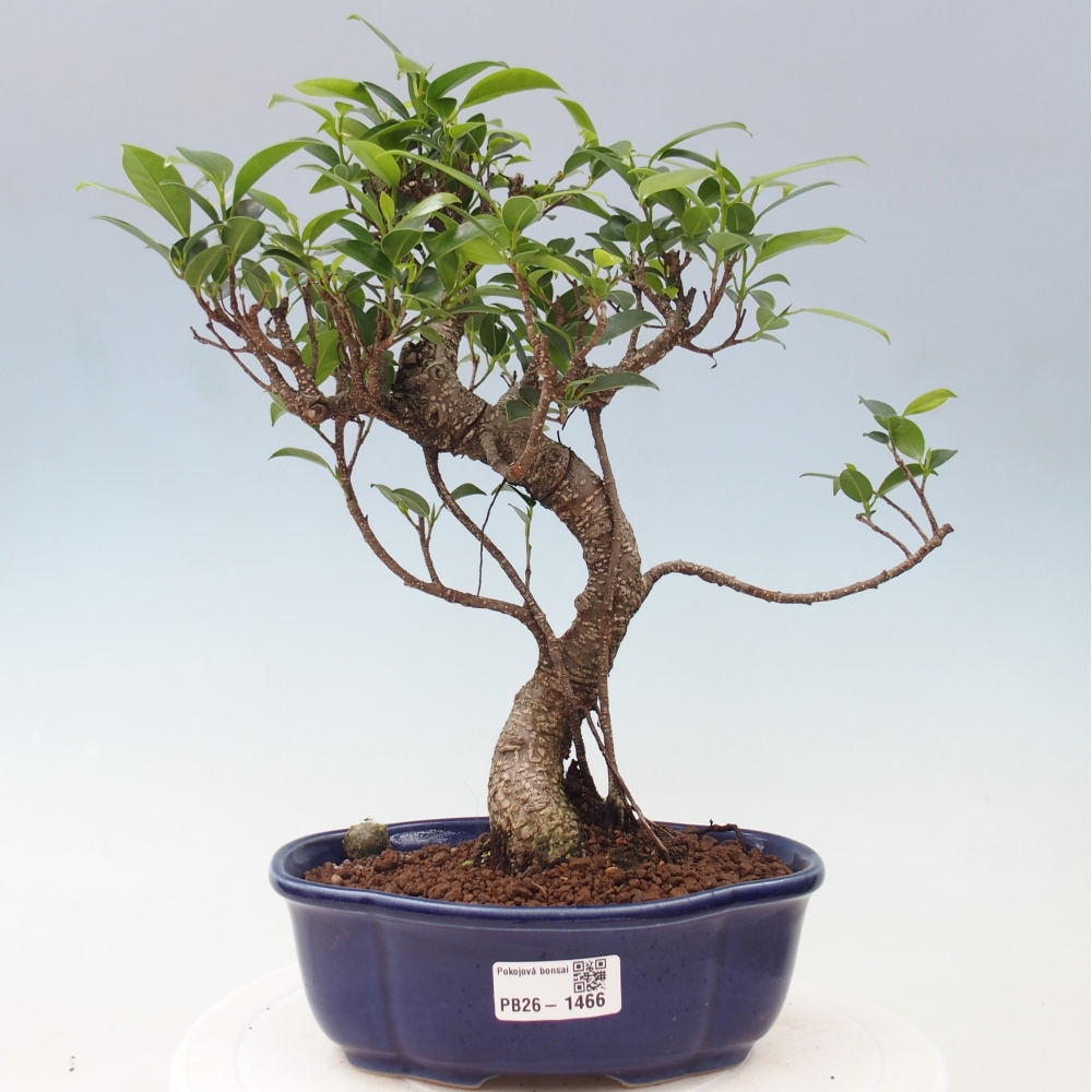 Pokojová bonsai - Ficus retusa -  malolistý fíkus