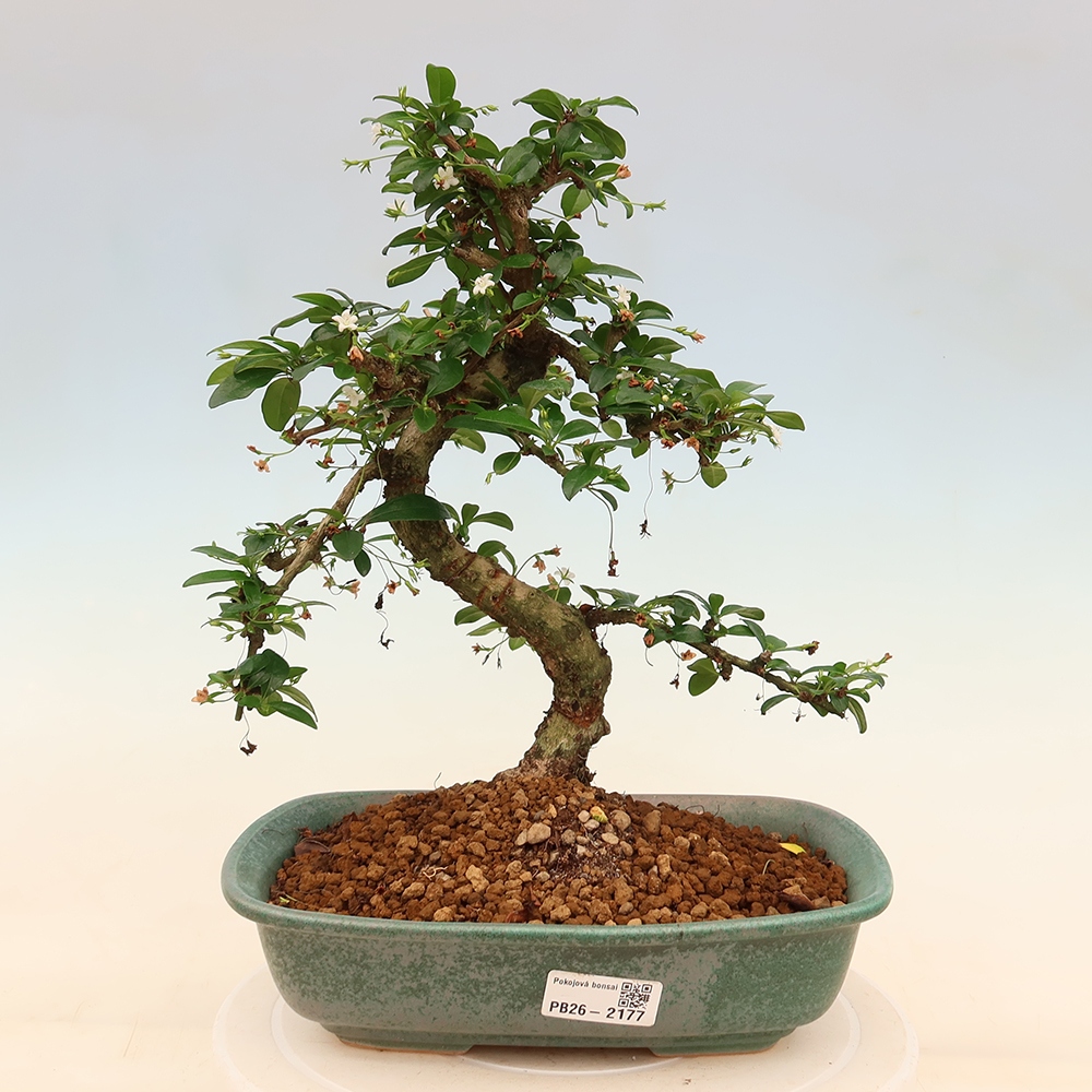 Pokojová bonsai - Carmona macrophylla - Čaj fuki