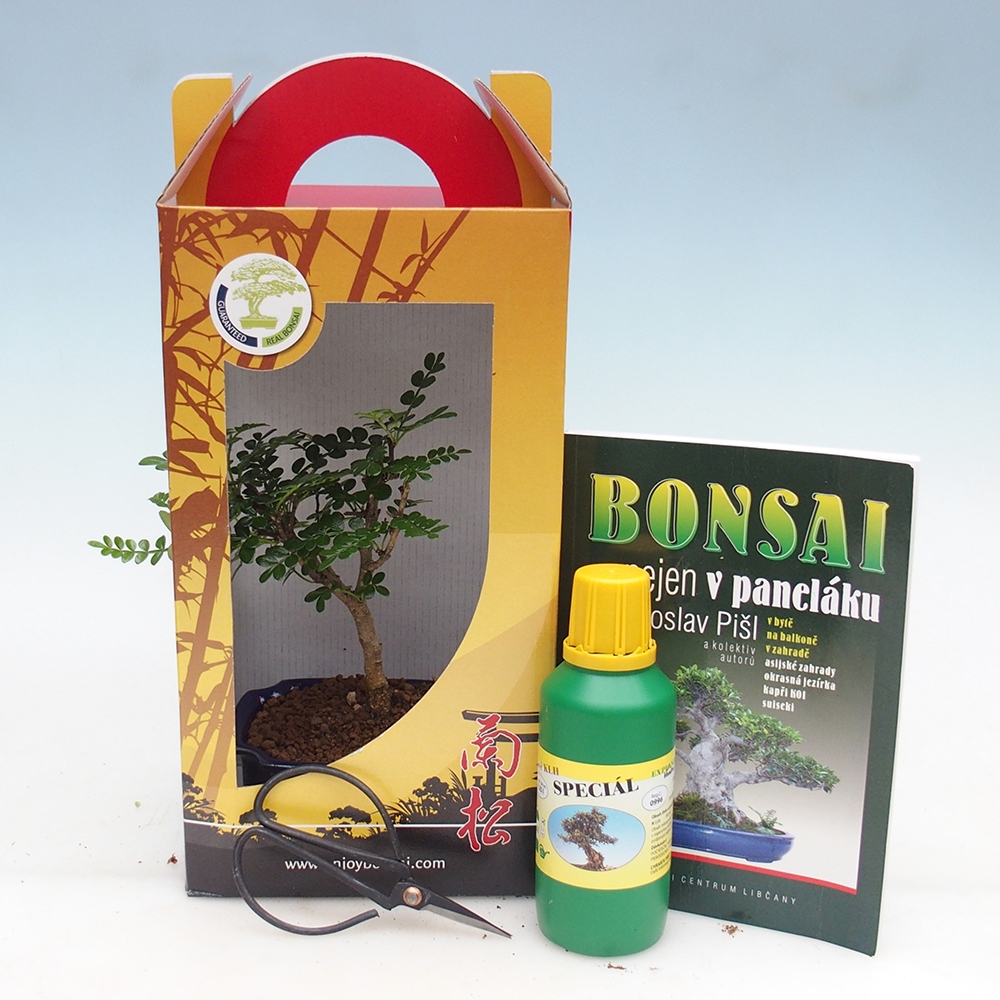 Pokojová bonsai v dárkové krabičce Zantoxylum piperitum - Pepřovník