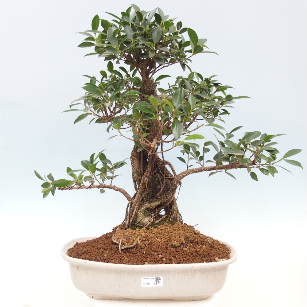 Pokojová bonsai - Ficus kimmen -  malolistý fíkus - POUZE OSOBNÍ ODBĚR nebo paletová přeprava