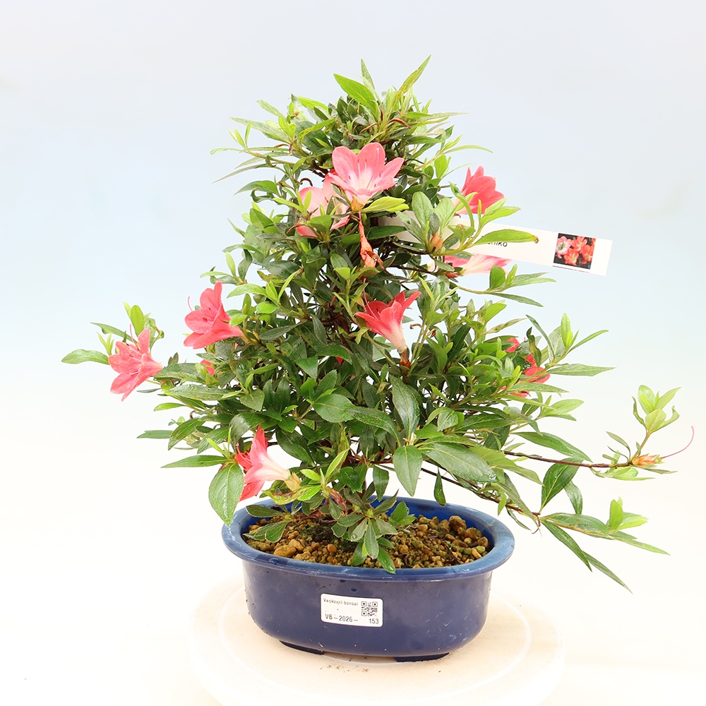 Venkovní bonsai - Japonská azalka - Azalea Beniko