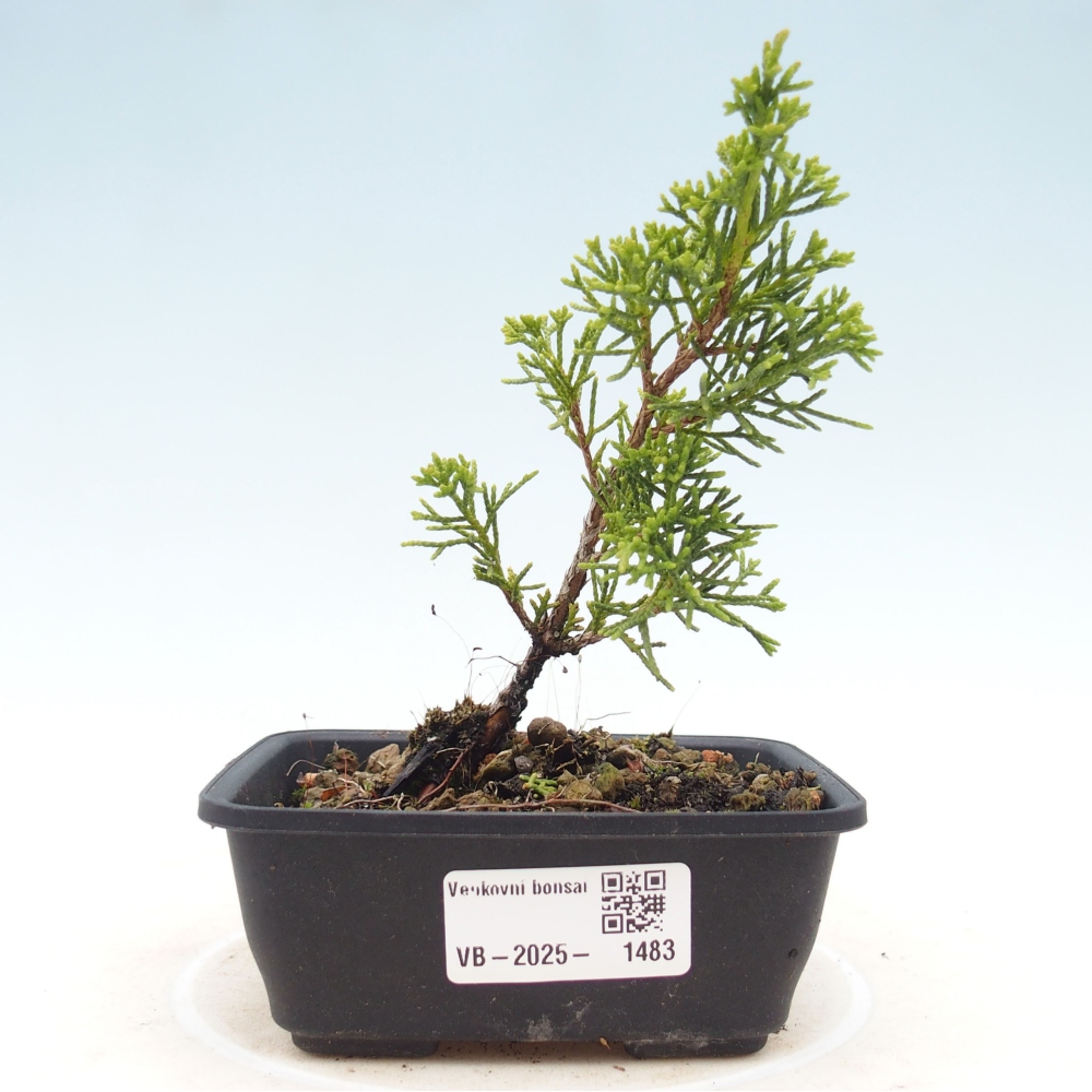 Venkovní bonsai - Juniperus chinensis Itoigawa -Jalovec čínský