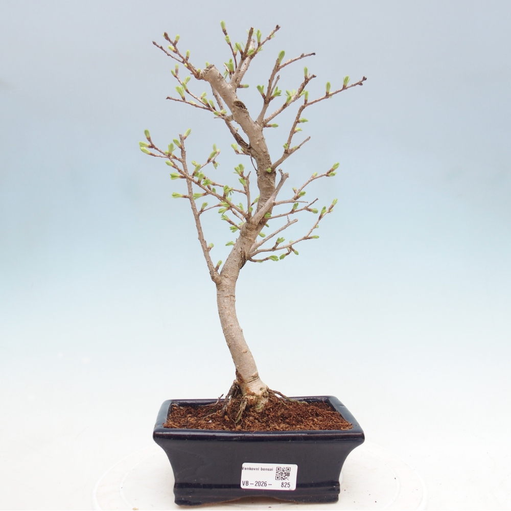 Venkovní bonsai -Pseudolarix amabis-Pamodřín