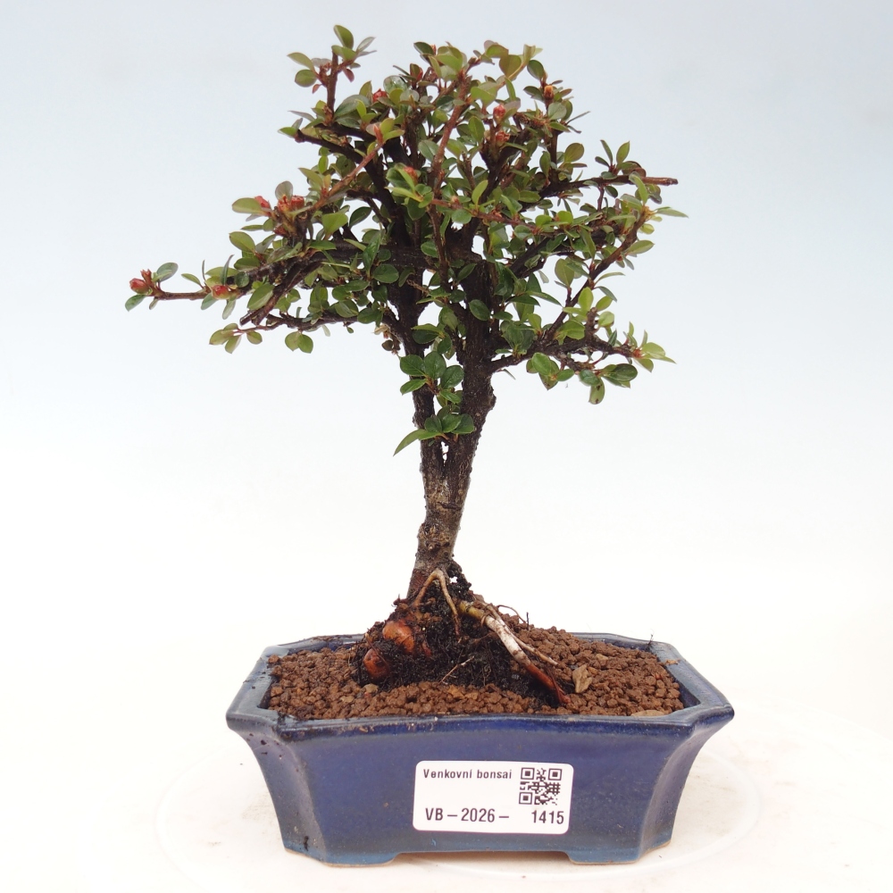 Venkovní bonsai - Cotoneaster horizontalis - Skalník