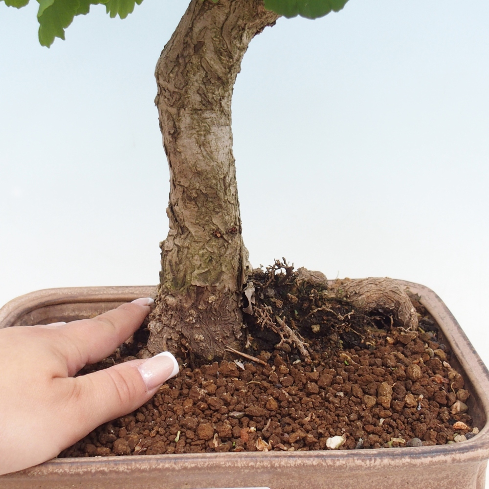 Venkovní bonsai - Jinan dvoulaločný - Ginkgo biloba