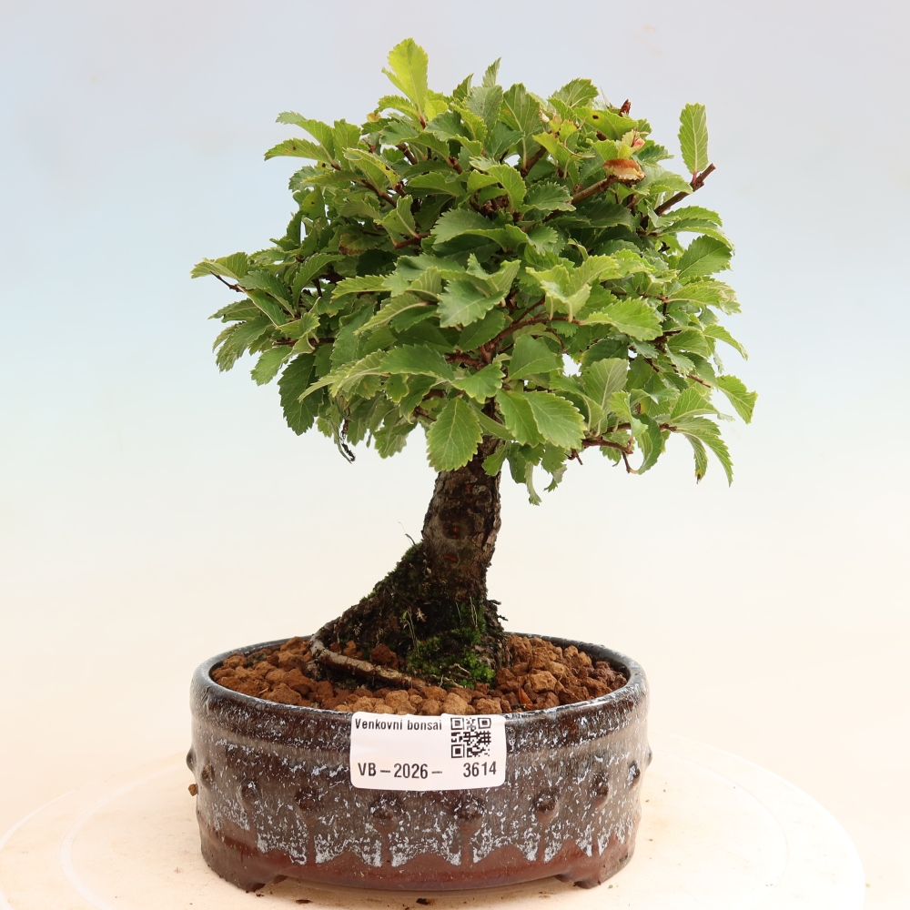 Venkovní bonsai - Zelkova - Zelkova NIRE