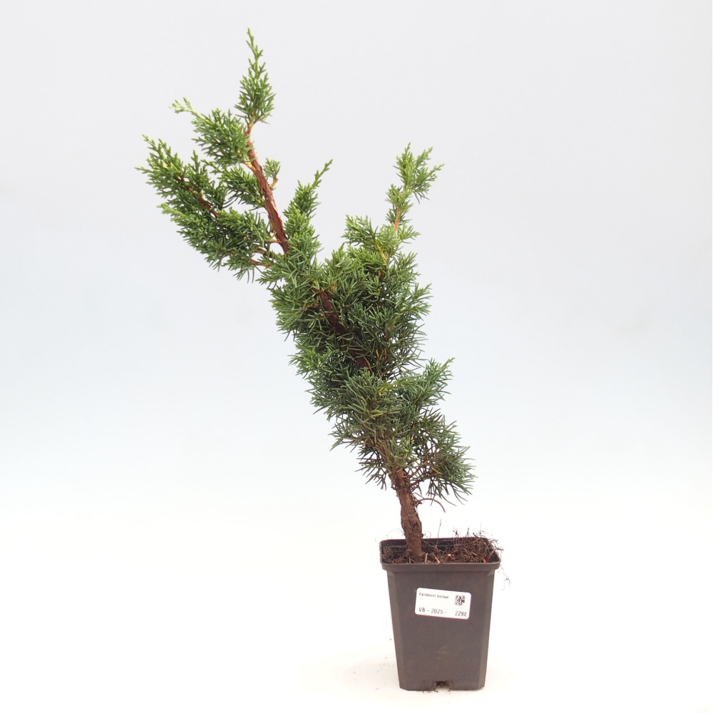 Venkovní bonsai - Juniperus chinensis Kishu -Jalovec čínský