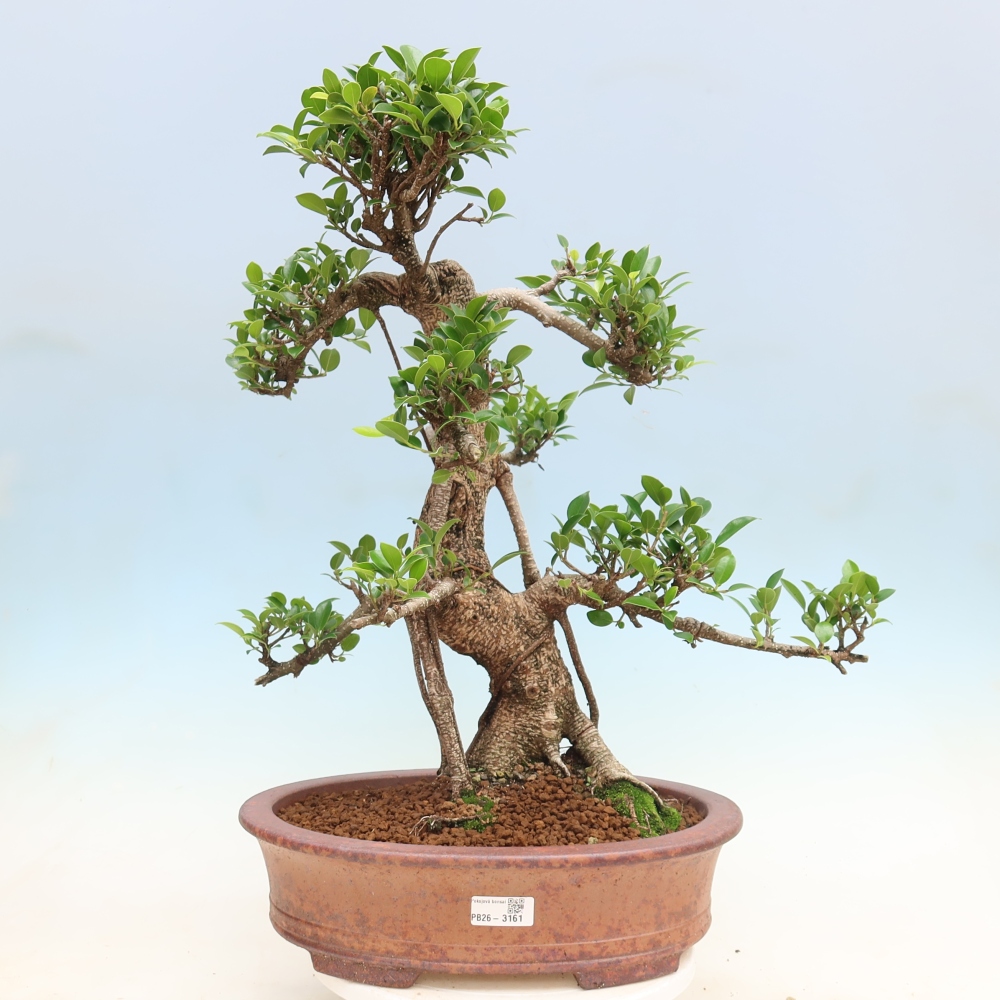 Pokojová bonsai - Ficus kimmen -  malolistý fíkus