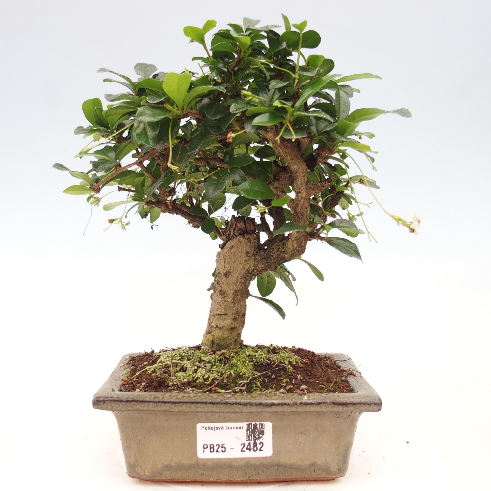Pokojová bonsai - Carmona macrophylla - Čaj fuki
