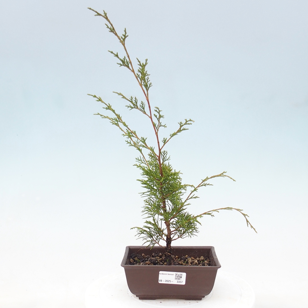 Venkovní bonsai - Juniperus chinensis Itoigawa -Jalovec čínský
