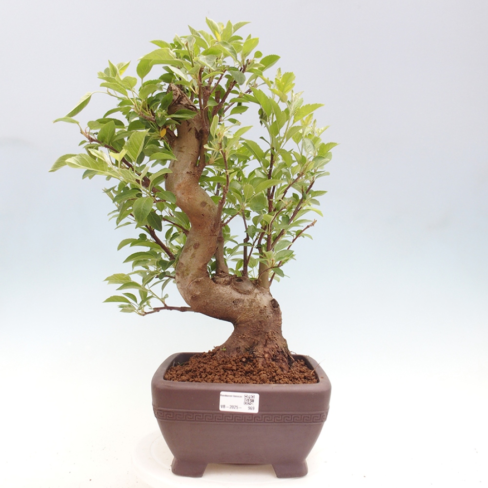 Venkovní bonsai -Malus halliana - Maloplodá jabloň