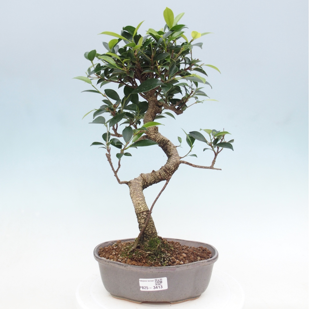 Pokojová bonsai - Ficus retusa -  malolistý fíkus