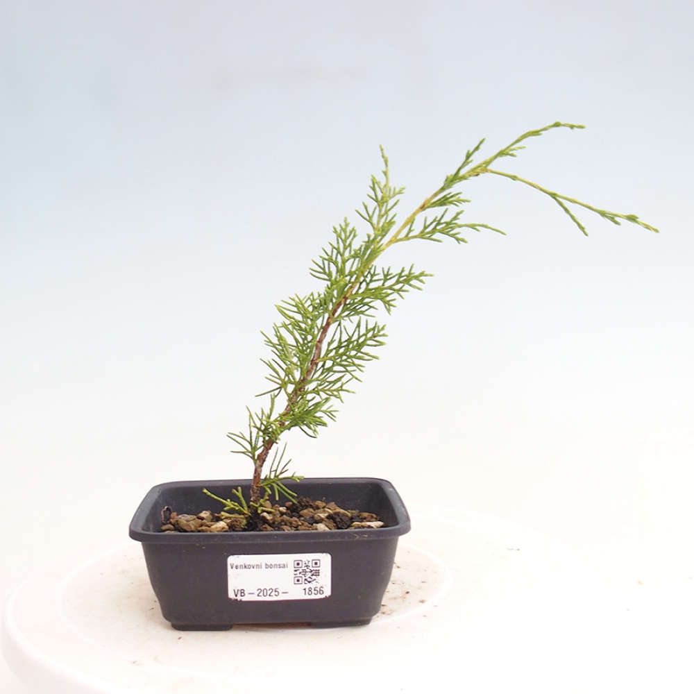 Venkovní bonsai - Juniperus chinensis Itoigawa -Jalovec čínský