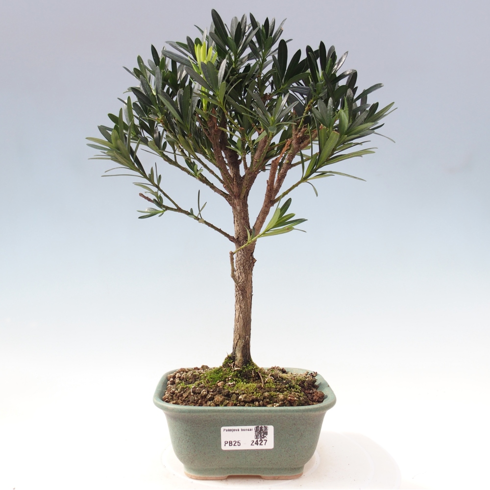 Pokojová bonsai - Podocarpus - Kamenný tis