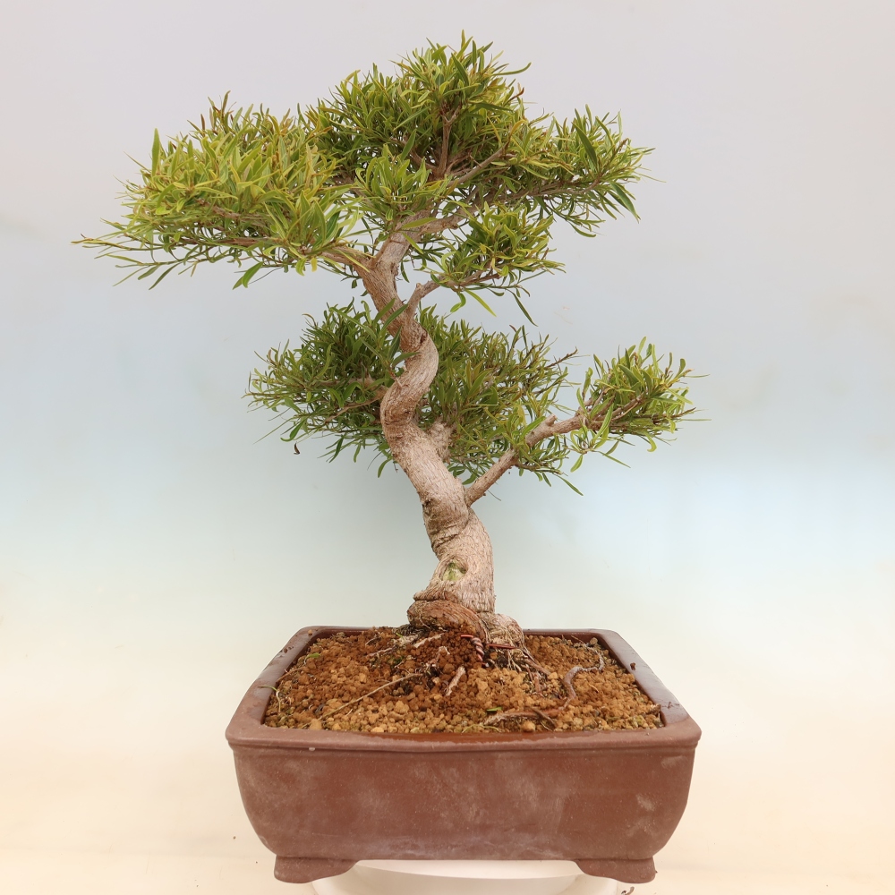 Pokojová bonsai - Ficus nerifolia -  malolistý fíkus