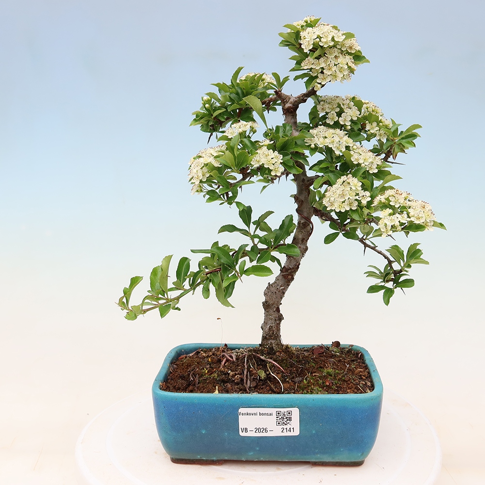Venkovní bonsai - Pyracantha teton - Hlohyně šarlatová