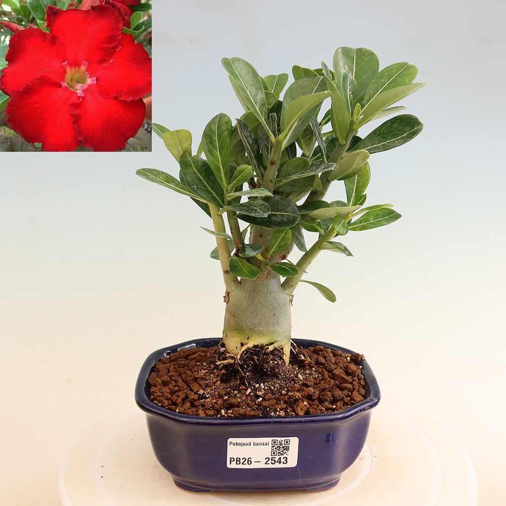 Pokojová bonsai - Adenium obesum Red Star - Pouštní růže