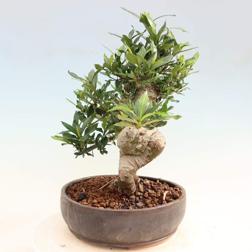 Pokojová bonsai - Gardenia jasminoides-Gardenie