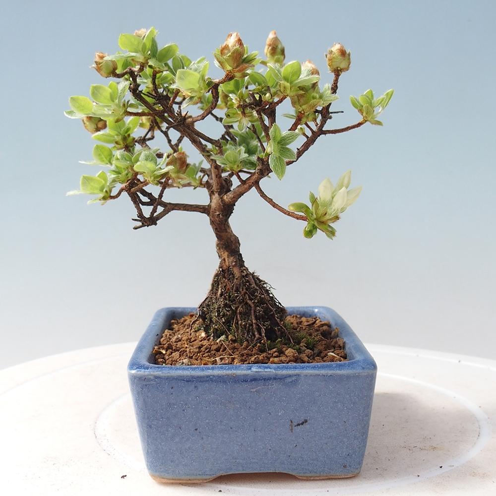 Venkovní bonsai - Rhododendron indicum - Japonská azalka